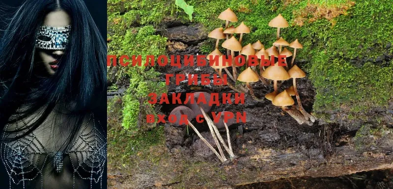 Псилоцибиновые грибы MAGIC MUSHROOMS  купить наркотики цена  Зарайск 